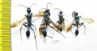 Hymenoptera sp.  India - INSECTS-STORE.RU