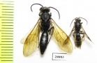 Hymenoptera sp.  Madagascar - INSECTS-STORE.RU