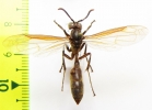 Hymenoptera sp.  Peru - INSECTS-STORE.RU