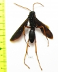 Hymenoptera sp.  South Africa Rep. - INSECTS-STORE.RU