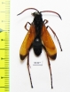 Hymenoptera sp.  South Africa Rep. - INSECTS-STORE.RU