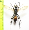 Hymenoptera sp.  Kazakhstan - INSECTS-STORE.RU