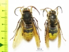 Vespa crabro, male  Russia, Tver reg. - INSECTS-STORE.RU