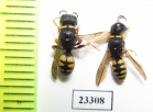 Hymenoptera sp.  Russia, Crimea reg. - INSECTS-STORE.RU