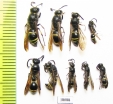 Hymenoptera sp.  Russia, Tver reg. - INSECTS-STORE.RU