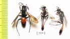 Hymenoptera sp.  Russia, Astrakhan reg. - INSECTS-STORE.RU