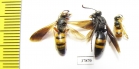 Hymenoptera sp.  Russia, Astrakhan reg. - INSECTS-STORE.RU
