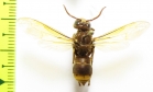 Hymenoptera sp.  Tajikistan - INSECTS-STORE.RU