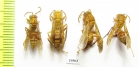Hymenoptera sp.  Tajikistan - INSECTS-STORE.RU