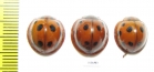 Coccinellidae sp.  Indonesia, Kalimantan - INSECTS-STORE.RU