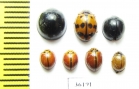 Coccinellidae sp.  Thailand - INSECTS-STORE.RU