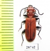 Cucujus cinnaberinus  Russia, Kaluga reg. - INSECTS-STORE.RU