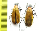 Cantharidae sp.  Panama - INSECTS-STORE.RU