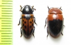 Erotylidae sp.  Peru - INSECTS-STORE.RU