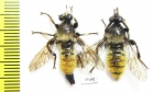 Asilidae, Laphria flava, pair  Russia, Tver reg. - INSECTS-STORE.RU