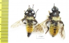 Asilidae, Laphria flava, pair  Russia, Tver reg. - INSECTS-STORE.RU