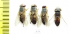 Diptera sp.  Thailand - INSECTS-STORE.RU