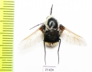 Bombyliidae sp.  Russia, Crimea reg. - INSECTS-STORE.RU