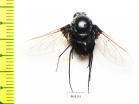 Bombyliidae sp.  South Africa Rep. - INSECTS-STORE.RU