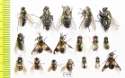 Diptera sp.  Russia, Tver reg. - INSECTS-STORE.RU