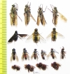 Diptera sp.  Russia, Tver reg. - INSECTS-STORE.RU