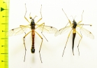 Tipulidae sp., pair  Russia, Tver reg. - INSECTS-STORE.RU