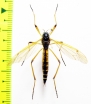 Tipulidae sp.  Russia, Tver reg. - INSECTS-STORE.RU