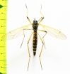 Tipulidae sp.  Russia, Tver reg. - INSECTS-STORE.RU