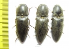 Elateridae sp.  Thailand - INSECTS-STORE.RU