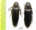 Elateridae sp., pair  South Africa Rep. - INSECTS-STORE.RU