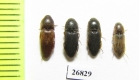 Elateridae sp.  South Africa Rep. - INSECTS-STORE.RU