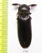 Elateridae sp.  South Africa Rep.  50mm - INSECTS-STORE.RU