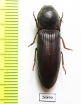 Elateridae sp.  South Africa Rep.   - INSECTS-STORE.RU