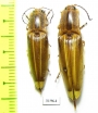 Elateridae sp.  Peru - INSECTS-STORE.RU