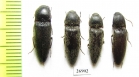 Elateridae sp.  China, Tibet - INSECTS-STORE.RU