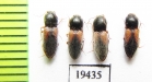 Elateridae sp.  Iran, Sistan prov. - INSECTS-STORE.RU