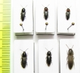 Cardiophorus discicollis, C.sp., Agriotes meticulosus  Russia, Astrakhan reg. - INSECTS-STORE.RU