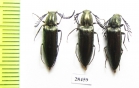 Ctenicerus pectinicornis  Russia, Tver reg. - INSECTS-STORE.RU