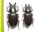 Cantharocnemis sp., pair  Congo 44mm - INSECTS-STORE.RU