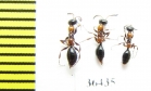 Methocha articulata  Russia, Tver reg. - INSECTS-STORE.RU