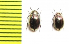 Tenebrionidae sp.  Malaysia - INSECTS-STORE.RU