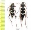 Isotomus speciosus, pair  Greece - INSECTS-STORE.RU