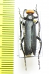 Epicauta sp.  Malaysia - INSECTS-STORE.RU