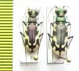 Cephalota schrenki, pair  Kazakhstan - INSECTS-STORE.RU