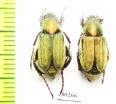 Glaphyrus varians, pair  Turkey - INSECTS-STORE.RU