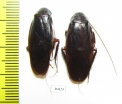Blattodea sp.  Thailand - INSECTS-STORE.RU