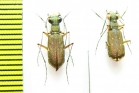 Cicindelinae sp.  Malawi - INSECTS-STORE.RU
