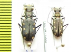 Cicindela ocellata, pair  USA - INSECTS-STORE.RU