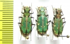 Cicindela turkestanica gissariensis, pair  Tajikistan - INSECTS-STORE.RU