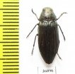 Buprestis haemorrhoidalis  Russia, Orenburg reg. - INSECTS-STORE.RU